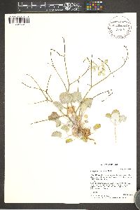 Eriogonum cernuum image