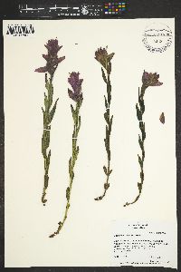 Castilleja rhexiifolia image