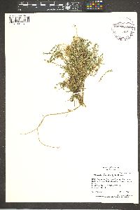 Minuartia micrantha image