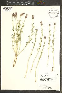 Dalea searlsiae image