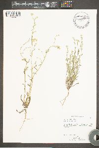 Cryptantha gracilis image