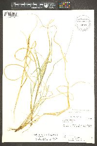 Setaria leucopila image