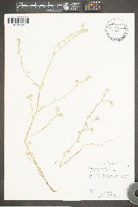 Cryptantha nevadensis image