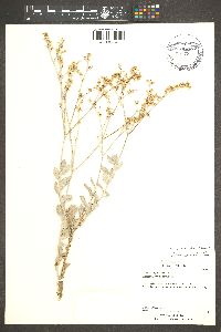 Eriogonum nummulare image