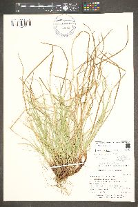 Carex rossii image