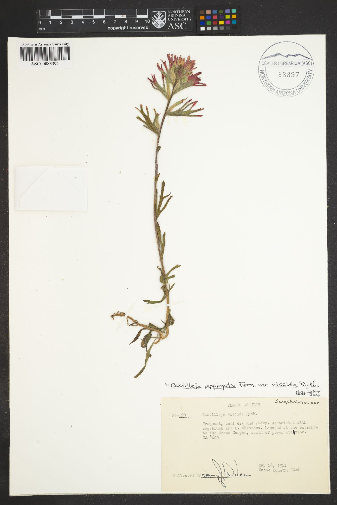 Castilleja applegatei var. pinetorum image