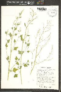 Chenopodium fremontii image