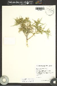 Glossopetalon spinescens var. aridum image