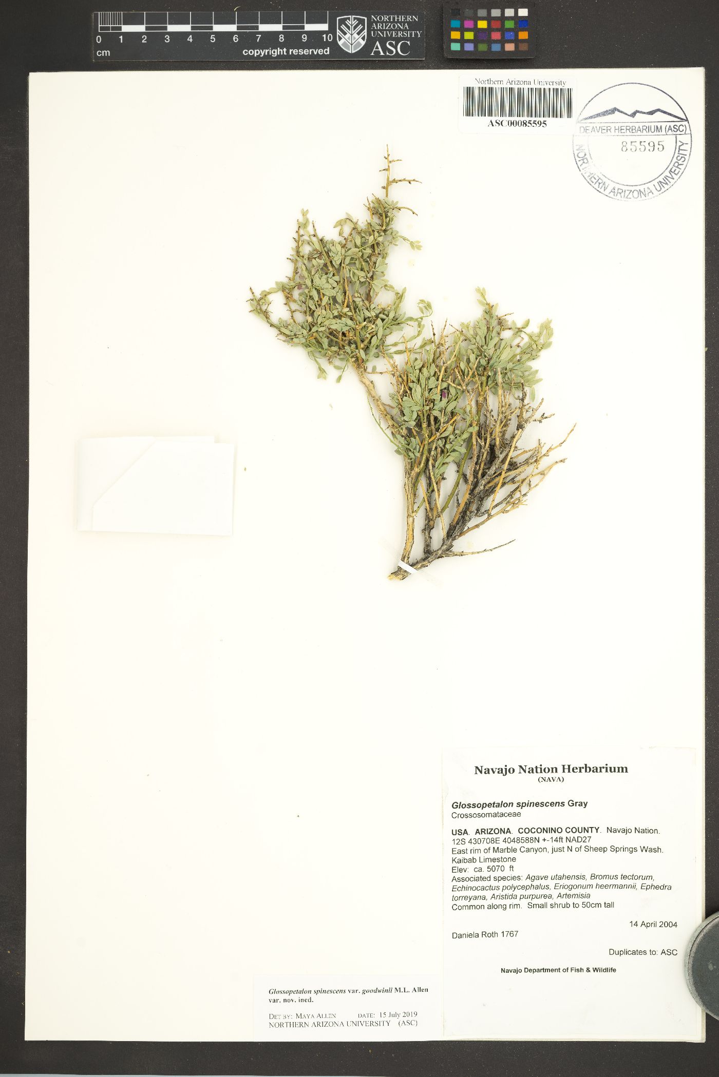 Glossopetalon spinescens var. goodwinii image