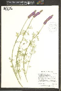 Dalea searlsiae image