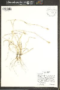 Crypsis schoenoides image