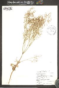 Eriogonum cernuum image