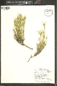 Linanthus pungens image