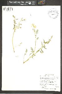 Corydalis aurea subsp. occidentalis image