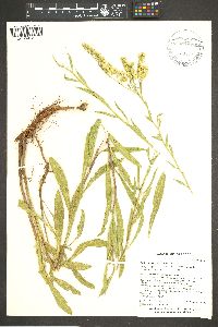 Solidago velutina subsp. sparsiflora image