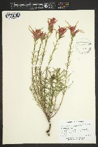 Castilleja linariifolia image