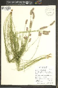 Dalea searlsiae image