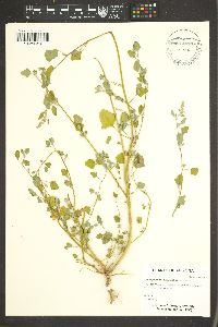 Chenopodium fremontii image