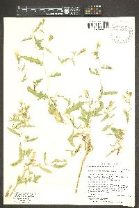 Mentzelia longiloba var. yavapaiensis image