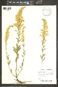 Solidago velutina subsp. sparsiflora image