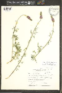 Dalea searlsiae image