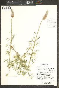 Dalea searlsiae image