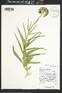 Asclepias asperula image