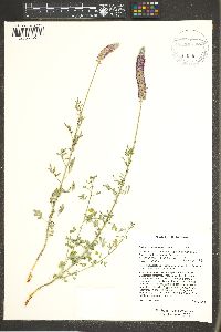 Dalea searlsiae image