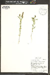 Dalea leporina image