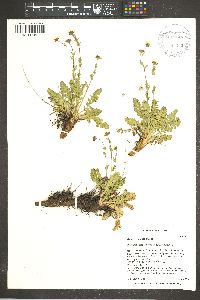 Geum rossii image