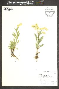 Solidago velutina image