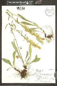 Solidago simplex image