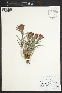 Castilleja integra image