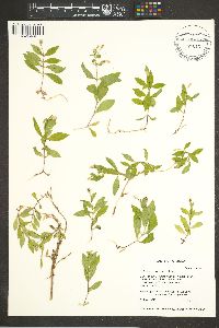 Silene menziesii image