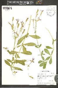 Silene laciniata image