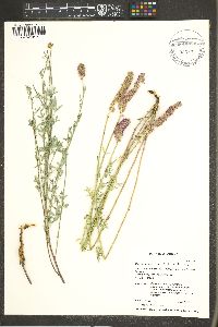 Dalea searlsiae image