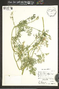 Corydalis aurea image