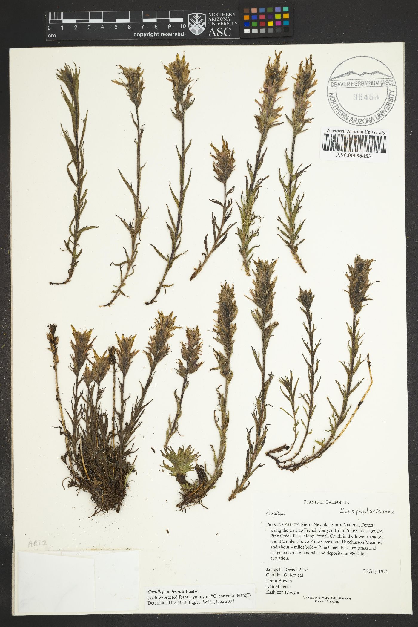 Castilleja peirsonii image