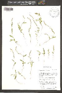 Polygonum douglasii image