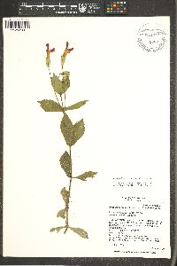 Erythranthe verbenacea image