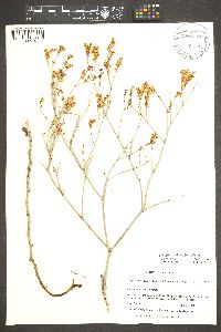 Eriogonum heermannii image