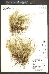 Carex geophila image