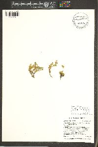 Sabulina nuttallii var. gracilis image