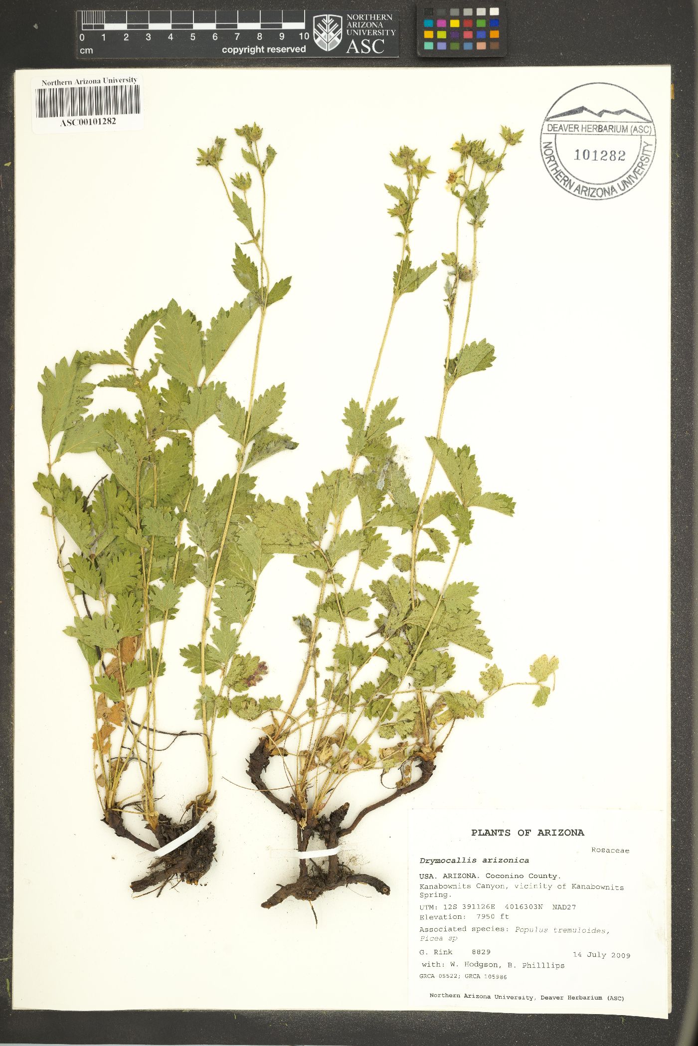 Drymocallis arizonica image