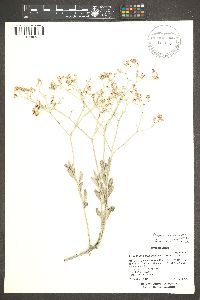 Eriogonum nummulare image