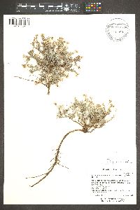 Eriogonum pulchrum image