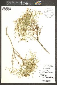 Eriogonum heermannii var. floccosum image