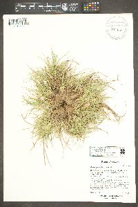 Carex geophila image