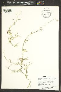 Funastrum heterophyllum image