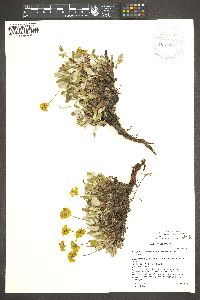 Eriogonum arcuatum image